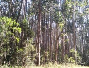Reflorestamento 540 ha com Pinus