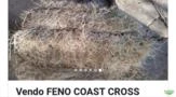 Feno Coast Cross