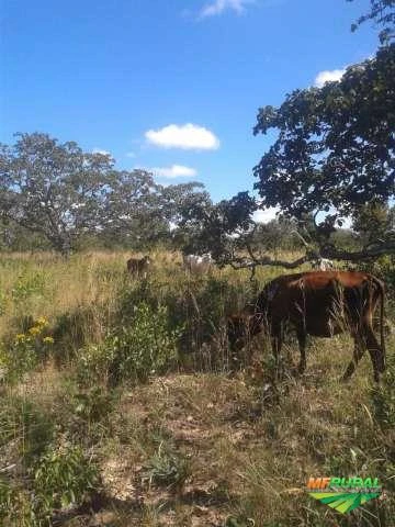 Fazenda Flores