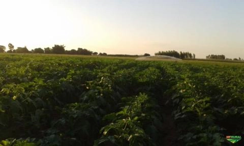 Imagem Vendo Quiabo de Ótima Qualidade Imagem Vendo Quiabo de Ótima Qualidade