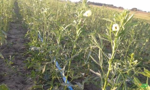Imagem Vendo Quiabo de Ótima Qualidade Imagem Vendo Quiabo de Ótima Qualidade