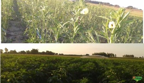 Imagem Vendo Quiabo de Ótima Qualidade Imagem Vendo Quiabo de Ótima Qualidade