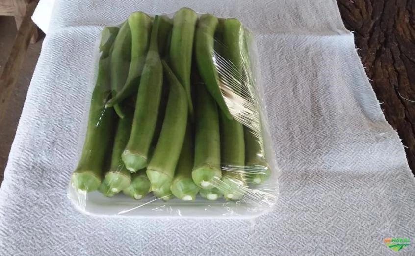 Vendo Quiabo de Ótima Qualidade Imagem Vendo Quiabo de Ótima Qualidade