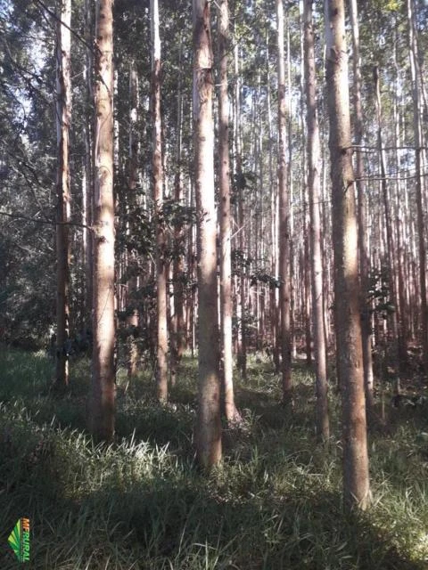 Venda Floresta de Eucalipto município de Piraju - SP