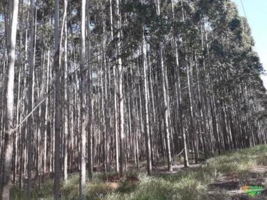 Venda Floresta de Eucalipto município de Piraju - SP