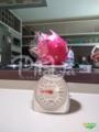 Mudas de Pitaya Pitaia Vermelha Imagem Mudas de Pitaya Pitaia Vermelha