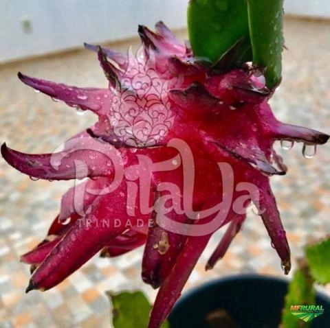 Mudas de Pitaya Pitaia Vermelha Imagem Mudas de Pitaya Pitaia Vermelha