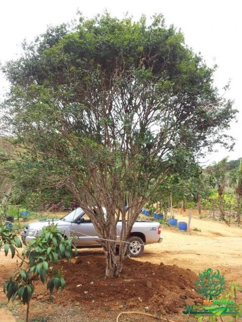 Imagem MUDAS JABUTICABEIRA Imagem MUDAS JABUTICABEIRA