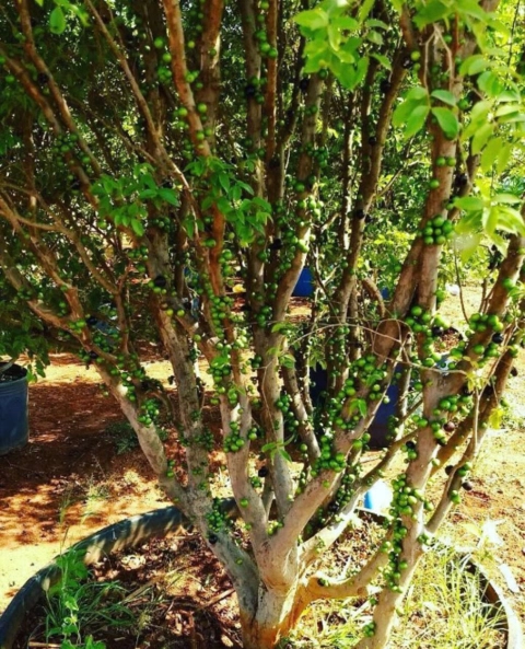 Imagem MUDAS JABUTICABEIRA Imagem MUDAS JABUTICABEIRA
