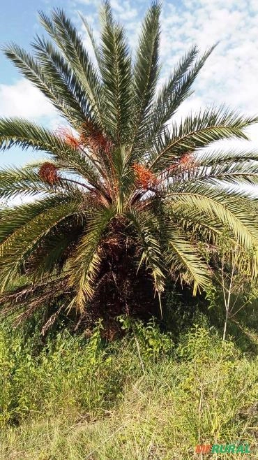 Imagem PRODUTOR DE TAMAREIRA - VIVEIRO DE MUDAS E PLANTAS ADULTAS Imagem PRODUTOR DE TAMAREIRA - VIVEIRO DE MUDAS E PLANTAS ADULTAS
