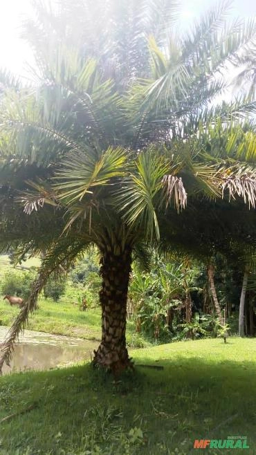 Imagem PRODUTOR DE TAMAREIRA - VIVEIRO DE MUDAS E PLANTAS ADULTAS Imagem PRODUTOR DE TAMAREIRA - VIVEIRO DE MUDAS E PLANTAS ADULTAS