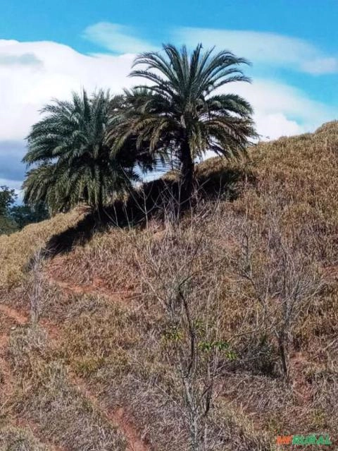 Imagem PRODUTOR DE TAMAREIRA - VIVEIRO DE MUDAS E PLANTAS ADULTAS Imagem PRODUTOR DE TAMAREIRA - VIVEIRO DE MUDAS E PLANTAS ADULTAS