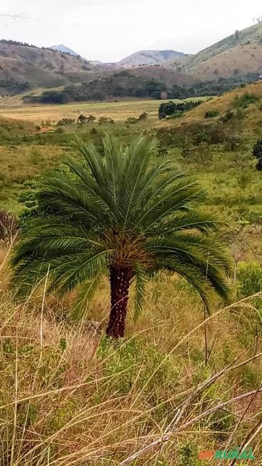 Imagem PRODUTOR DE TAMAREIRA - VIVEIRO DE MUDAS E PLANTAS ADULTAS Imagem PRODUTOR DE TAMAREIRA - VIVEIRO DE MUDAS E PLANTAS ADULTAS