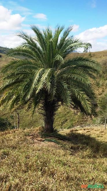 Imagem PRODUTOR DE TAMAREIRA - VIVEIRO DE MUDAS E PLANTAS ADULTAS Imagem PRODUTOR DE TAMAREIRA - VIVEIRO DE MUDAS E PLANTAS ADULTAS