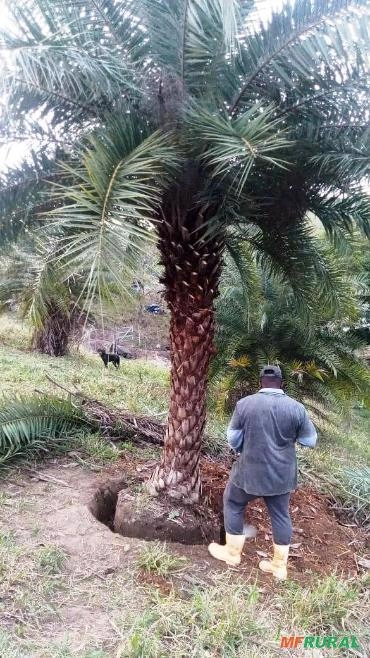Imagem PRODUTOR DE TAMAREIRA - VIVEIRO DE MUDAS E PLANTAS ADULTAS Imagem PRODUTOR DE TAMAREIRA - VIVEIRO DE MUDAS E PLANTAS ADULTAS
