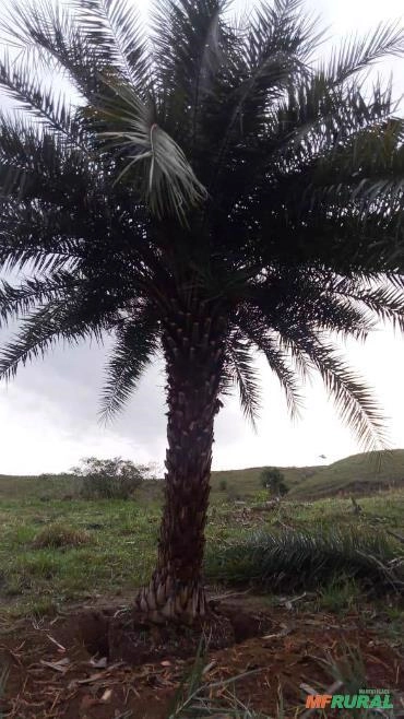 Imagem PRODUTOR DE TAMAREIRA - VIVEIRO DE MUDAS E PLANTAS ADULTAS Imagem PRODUTOR DE TAMAREIRA - VIVEIRO DE MUDAS E PLANTAS ADULTAS