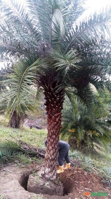 Imagem PRODUTOR DE TAMAREIRA - VIVEIRO DE MUDAS E PLANTAS ADULTAS Imagem PRODUTOR DE TAMAREIRA - VIVEIRO DE MUDAS E PLANTAS ADULTAS