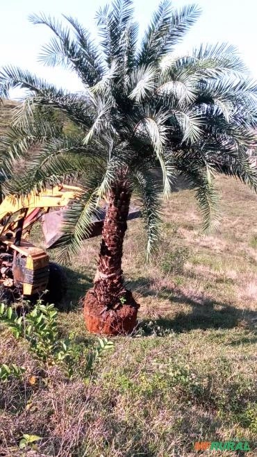 Imagem PRODUTOR DE TAMAREIRA - VIVEIRO DE MUDAS E PLANTAS ADULTAS Imagem PRODUTOR DE TAMAREIRA - VIVEIRO DE MUDAS E PLANTAS ADULTAS
