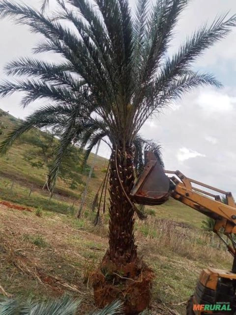 Imagem PRODUTOR DE TAMAREIRA - VIVEIRO DE MUDAS E PLANTAS ADULTAS Imagem PRODUTOR DE TAMAREIRA - VIVEIRO DE MUDAS E PLANTAS ADULTAS