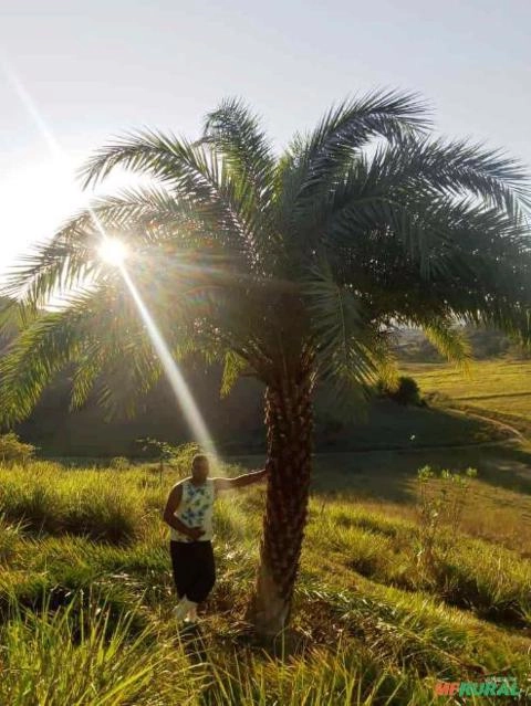 Imagem PRODUTOR DE TAMAREIRA - VIVEIRO DE MUDAS E PLANTAS ADULTAS Imagem PRODUTOR DE TAMAREIRA - VIVEIRO DE MUDAS E PLANTAS ADULTAS