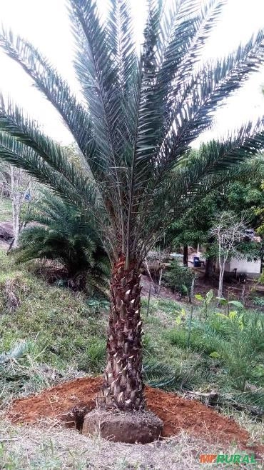 Imagem PRODUTOR DE TAMAREIRA - VIVEIRO DE MUDAS E PLANTAS ADULTAS Imagem PRODUTOR DE TAMAREIRA - VIVEIRO DE MUDAS E PLANTAS ADULTAS