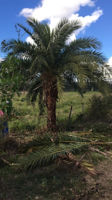 Imagem PRODUTOR DE TAMAREIRA - VIVEIRO DE MUDAS E PLANTAS ADULTAS Imagem PRODUTOR DE TAMAREIRA - VIVEIRO DE MUDAS E PLANTAS ADULTAS