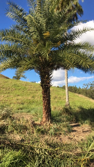 Imagem PRODUTOR DE TAMAREIRA - VIVEIRO DE MUDAS E PLANTAS ADULTAS Imagem PRODUTOR DE TAMAREIRA - VIVEIRO DE MUDAS E PLANTAS ADULTAS