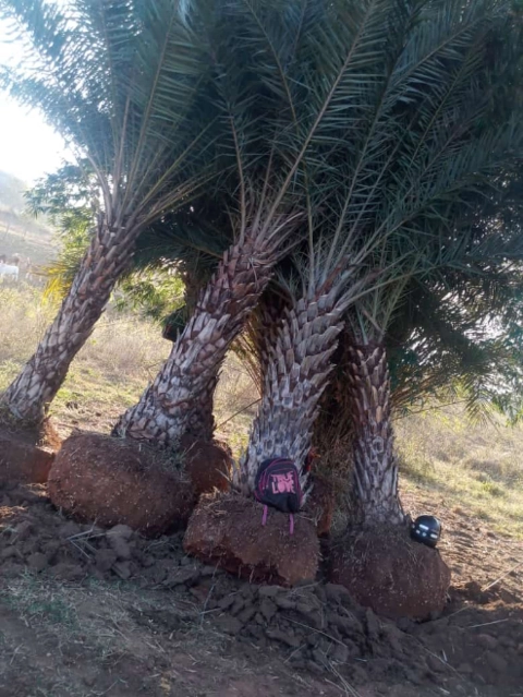 Imagem PRODUTOR DE TAMAREIRA - VIVEIRO DE MUDAS E PLANTAS ADULTAS Imagem PRODUTOR DE TAMAREIRA - VIVEIRO DE MUDAS E PLANTAS ADULTAS