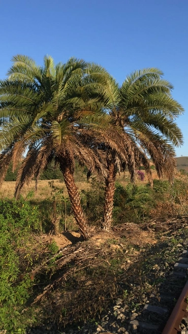 Imagem PRODUTOR DE TAMAREIRA - VIVEIRO DE MUDAS E PLANTAS ADULTAS Imagem PRODUTOR DE TAMAREIRA - VIVEIRO DE MUDAS E PLANTAS ADULTAS