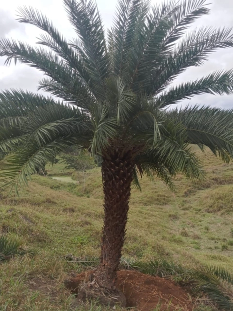 Imagem PRODUTOR DE TAMAREIRA - VIVEIRO DE MUDAS E PLANTAS ADULTAS Imagem PRODUTOR DE TAMAREIRA - VIVEIRO DE MUDAS E PLANTAS ADULTAS