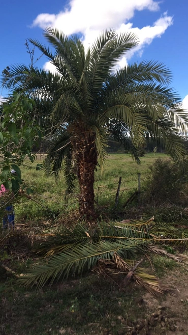 Imagem PRODUTOR DE TAMAREIRA - VIVEIRO DE MUDAS E PLANTAS ADULTAS Imagem PRODUTOR DE TAMAREIRA - VIVEIRO DE MUDAS E PLANTAS ADULTAS