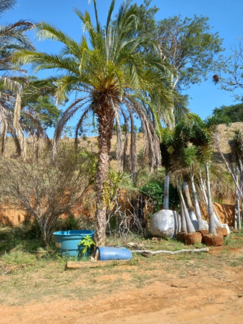 Imagem PRODUTOR DE TAMAREIRA - VIVEIRO DE MUDAS E PLANTAS ADULTAS Imagem PRODUTOR DE TAMAREIRA - VIVEIRO DE MUDAS E PLANTAS ADULTAS