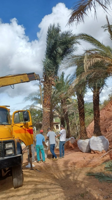 Imagem PRODUTOR DE TAMAREIRA - VIVEIRO DE MUDAS E PLANTAS ADULTAS Imagem PRODUTOR DE TAMAREIRA - VIVEIRO DE MUDAS E PLANTAS ADULTAS