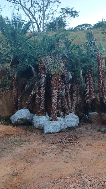 Imagem PRODUTOR DE TAMAREIRA - VIVEIRO DE MUDAS E PLANTAS ADULTAS Imagem PRODUTOR DE TAMAREIRA - VIVEIRO DE MUDAS E PLANTAS ADULTAS