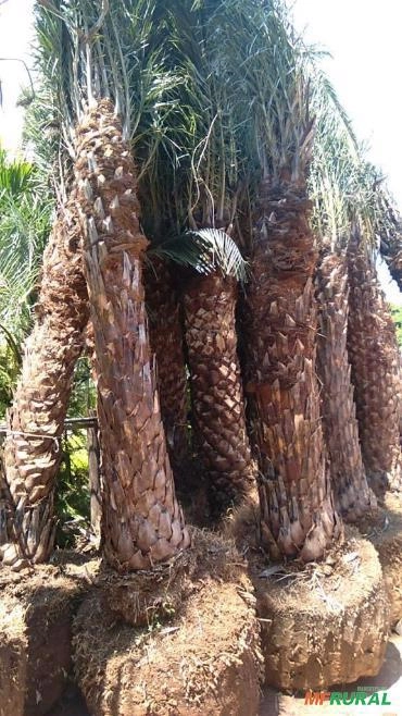 Imagem PRODUTOR DE TAMAREIRA - VIVEIRO DE MUDAS E PLANTAS ADULTAS Imagem PRODUTOR DE TAMAREIRA - VIVEIRO DE MUDAS E PLANTAS ADULTAS
