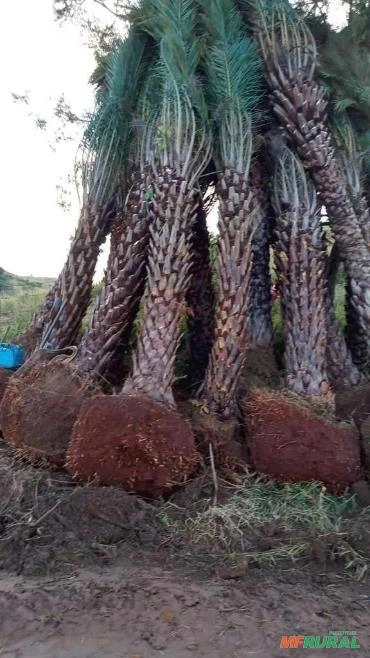 Imagem PRODUTOR DE TAMAREIRA - VIVEIRO DE MUDAS E PLANTAS ADULTAS Imagem PRODUTOR DE TAMAREIRA - VIVEIRO DE MUDAS E PLANTAS ADULTAS
