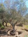 Oliveiras adultas Imagem Oliveiras adultas