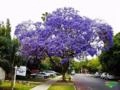 Mudas de Jacaranda Mimoso Imagem Mudas de Jacaranda Mimoso