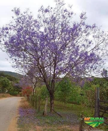 Mudas de Jacaranda Mimoso Imagem Mudas de Jacaranda Mimoso