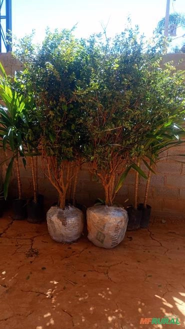 Mudas Frutíferas Adultas Produzindo Imagem Mudas Frutíferas Adultas Produzindo