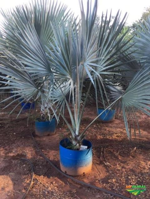 Palmeira Bismarck ( Palmeira-Azul ) Imagem Palmeira Bismarck ( Palmeira-Azul )