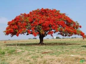 MUDAS DE FLAMBOYANT