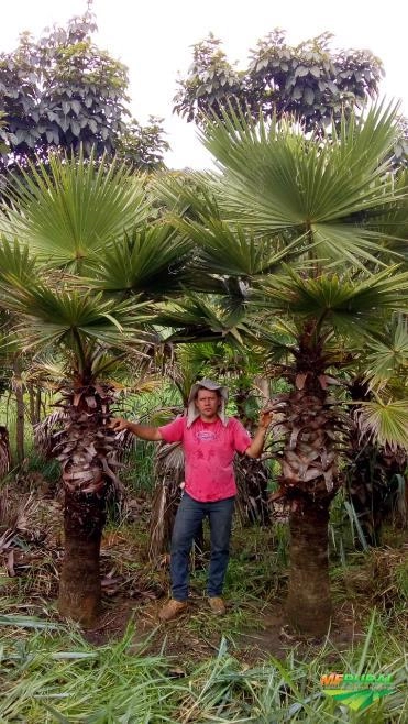 Imagem Palmeira Washingtônia Imagem Palmeira Washingtônia