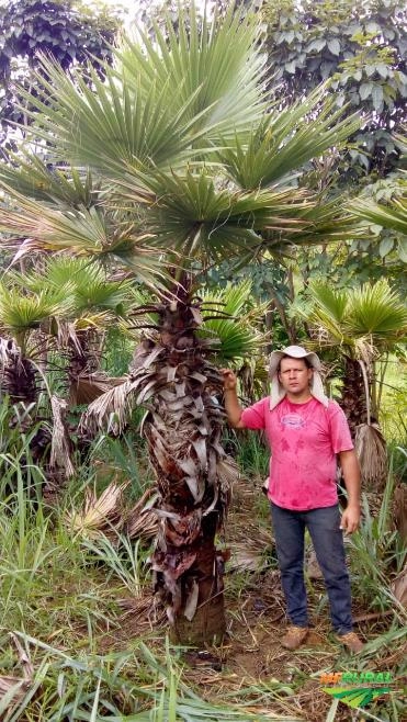 Imagem Palmeira Washingtônia Imagem Palmeira Washingtônia