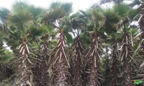 Imagem Palmeira Washingtônia Imagem Palmeira Washingtônia