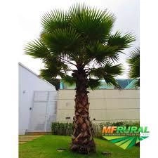 Imagem Palmeira Washingtônia Imagem Palmeira Washingtônia