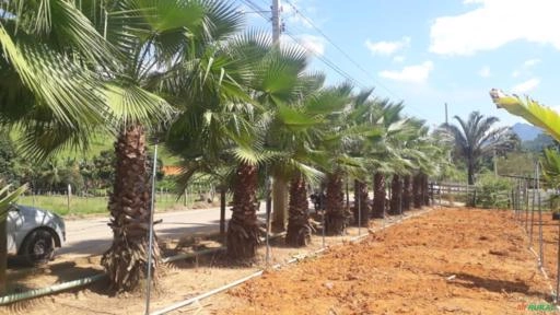 Imagem Palmeira Washingtônia Imagem Palmeira Washingtônia