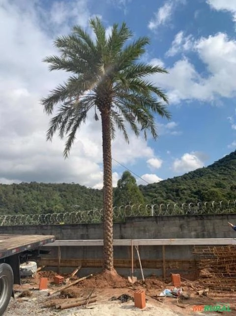 Tamareira Imagem Tamareira