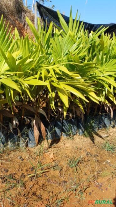 Imagem Palmeira Veitcha Imagem Palmeira Veitcha