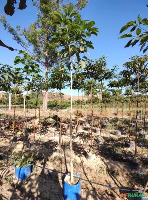 Ipê Roxo Adulto Imagem Ipê Roxo Adulto